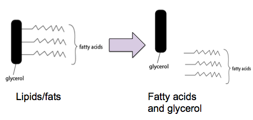 What elements are present in glycerol?